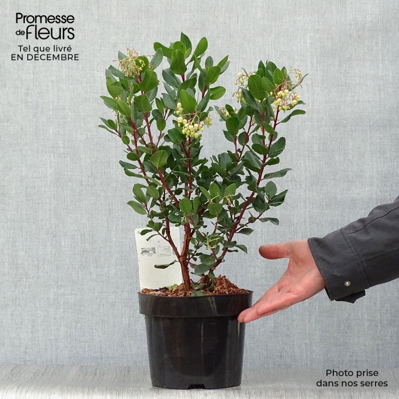 Spécimen de Arbutus unedo Rubra - Arbousier Pot de 3L/4L tel que livré en hiver
