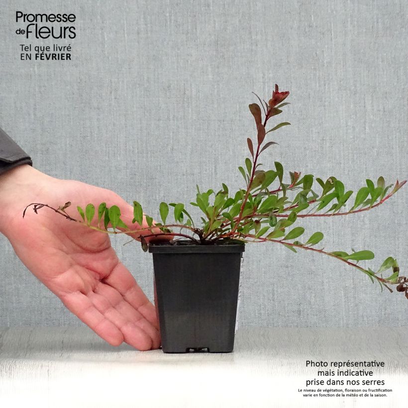 Spécimen de Arctostaphylos uva-ursi - Raisin d'ours Godet de 8/9 cm tel que livré en hiver