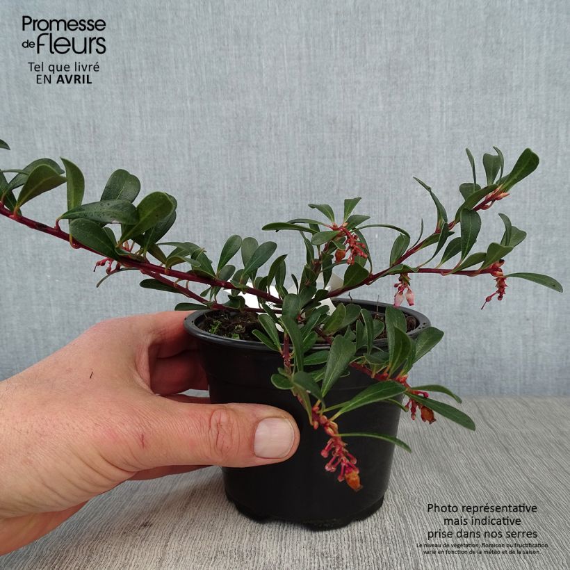 Spécimen de Arctostaphylos uva-ursi - Raisin d'ours Godet de 8/9 cm tel que livré au printemps