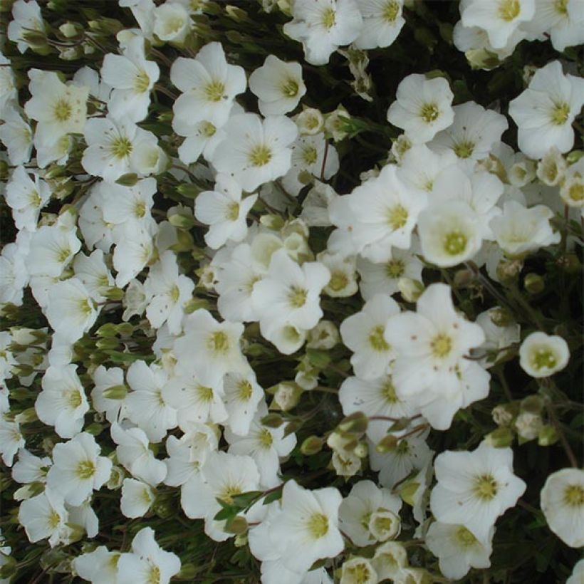 Arenaria montana (Floração)