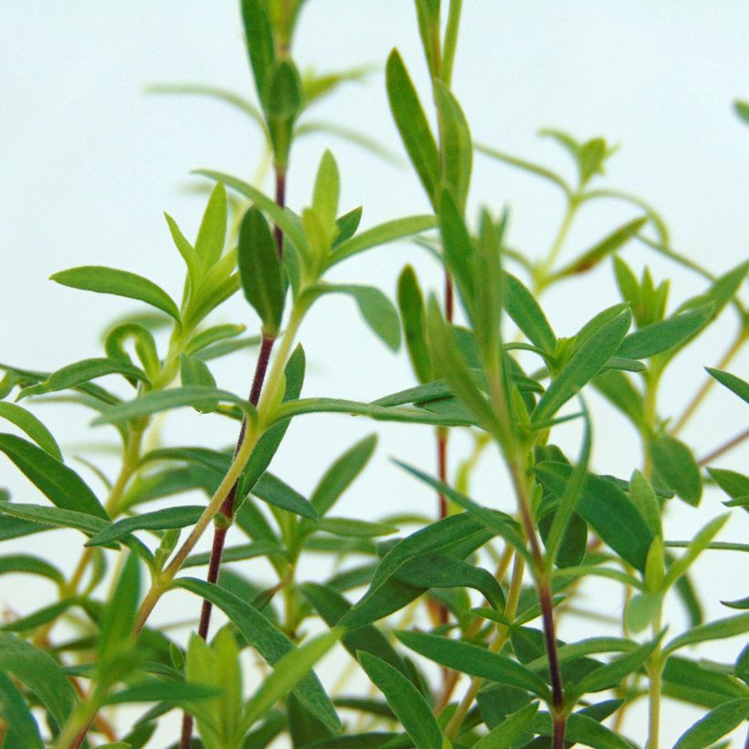 Arenaria montana - Sabline des Montagnes (Feuillage)
