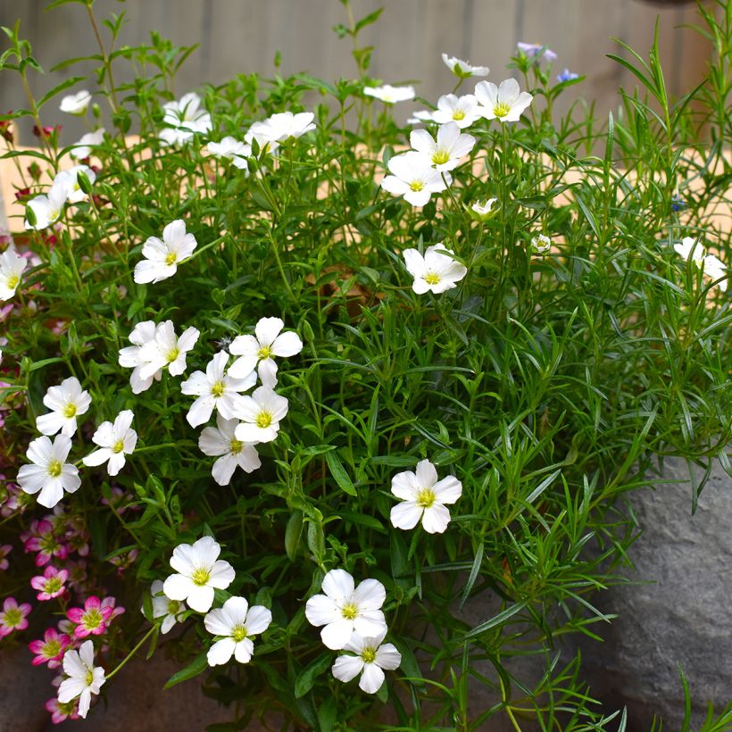 Arenaria montana - Sabline des Montagnes (Port)