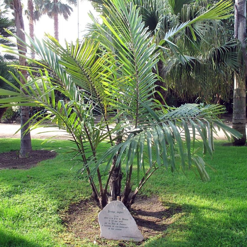 Arenga englerii - Palmier de Formose (Port)