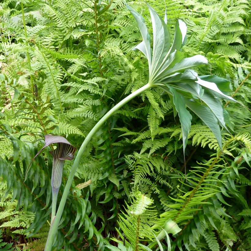 Arisaema consanguineum (Hábito)