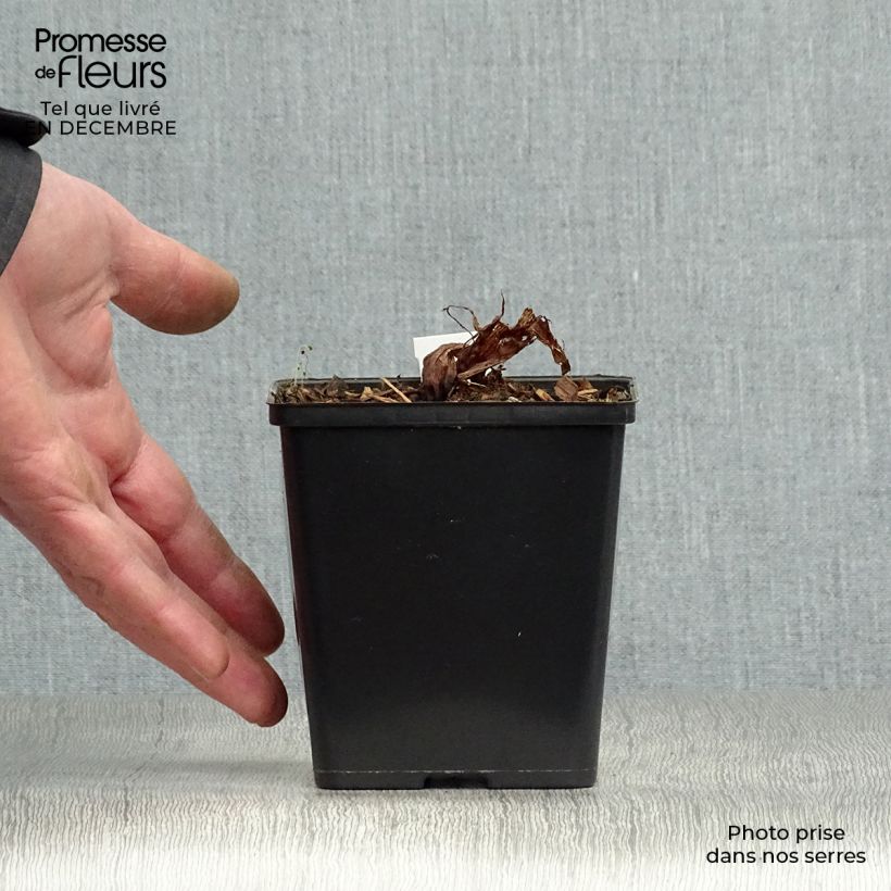 Spécimen de Arisaema costatum Godet de 8/9 cm tel que livré en hiver