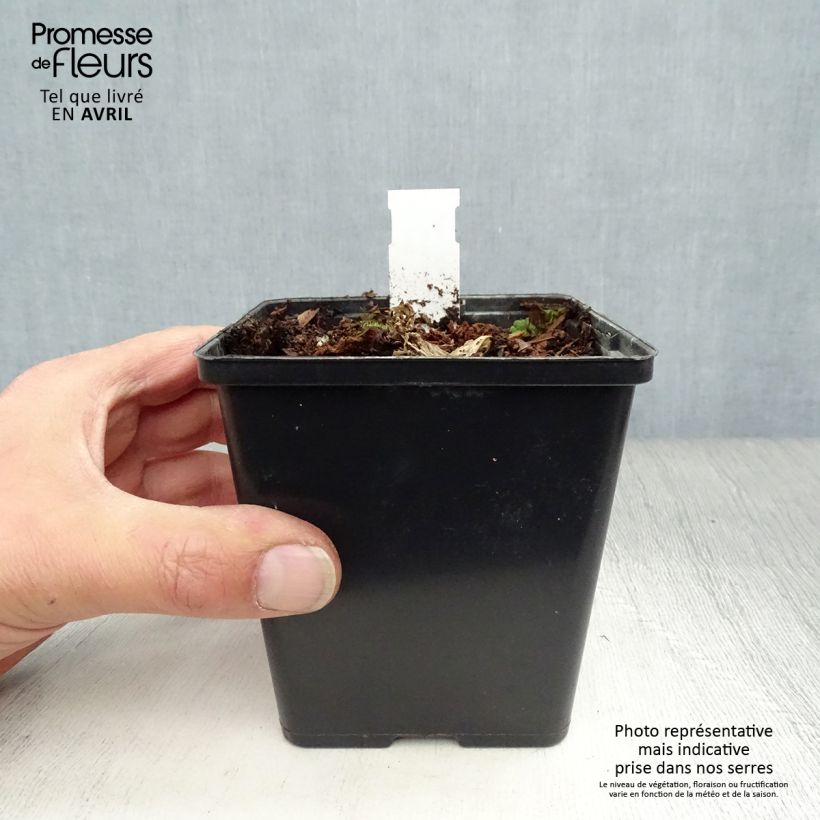 Spécimen de Arisaema costatum Godet de 8/9 cm tel que livré au printemps