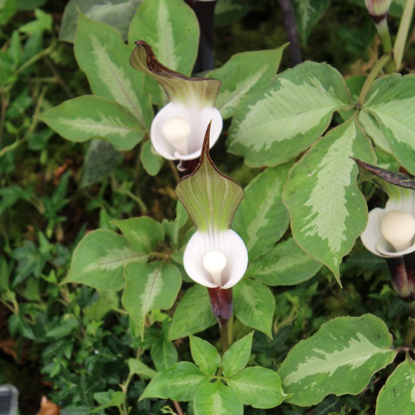 Arisaema sikokianum (Feuillage)