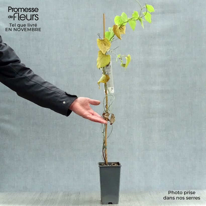 Spécimen de Aristoloche - Aristolochia macrophylla (durior) Pot de 2L/3L tel que livré en automne