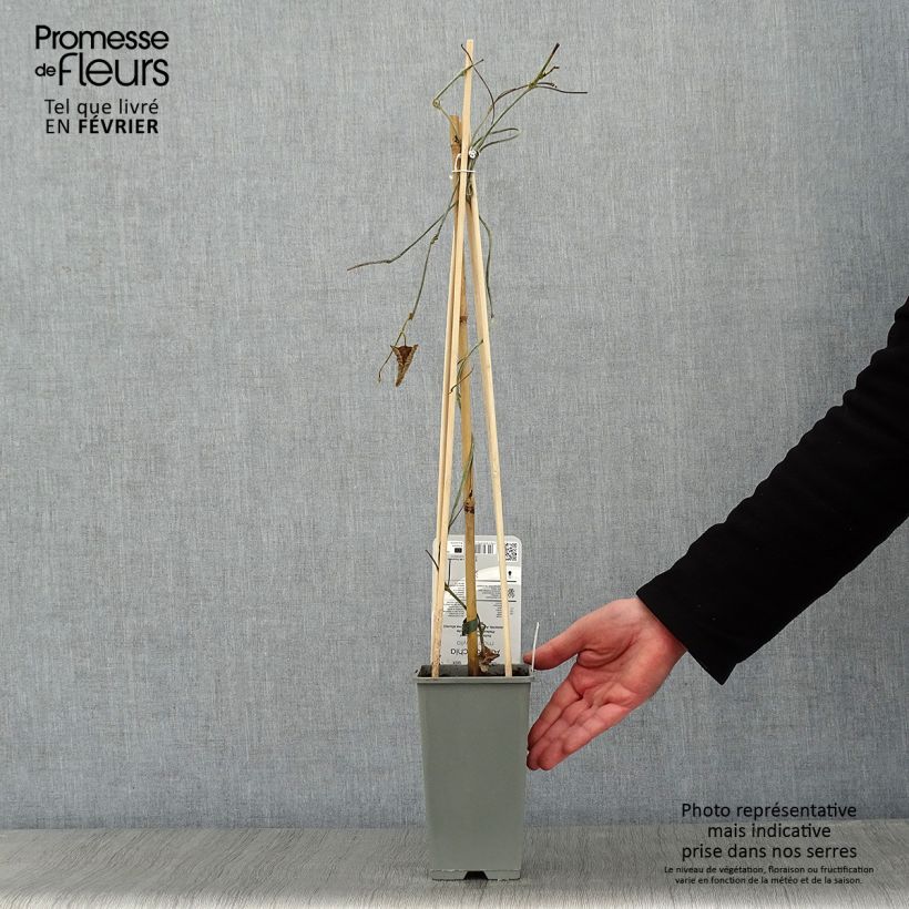 Spécimen de Aristoloche - Aristolochia macrophylla (durior) Pot de 2L/3L tel que livré en hiver