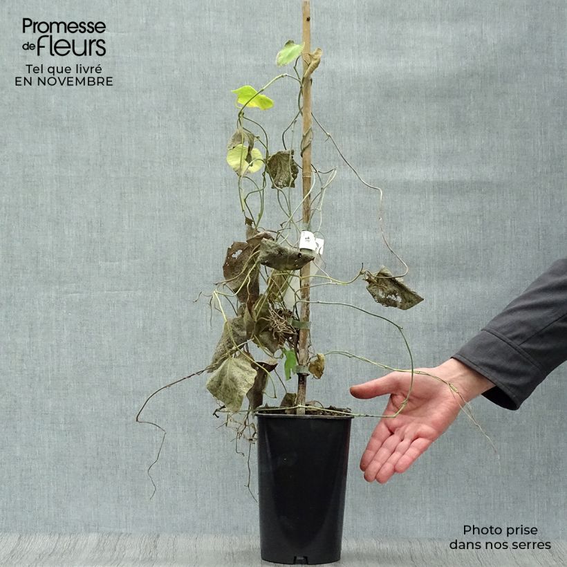 Spécimen de Aristoloche - Aristolochia macrophylla (durior) Pot de 1L/1,5L tel que livré en automne
