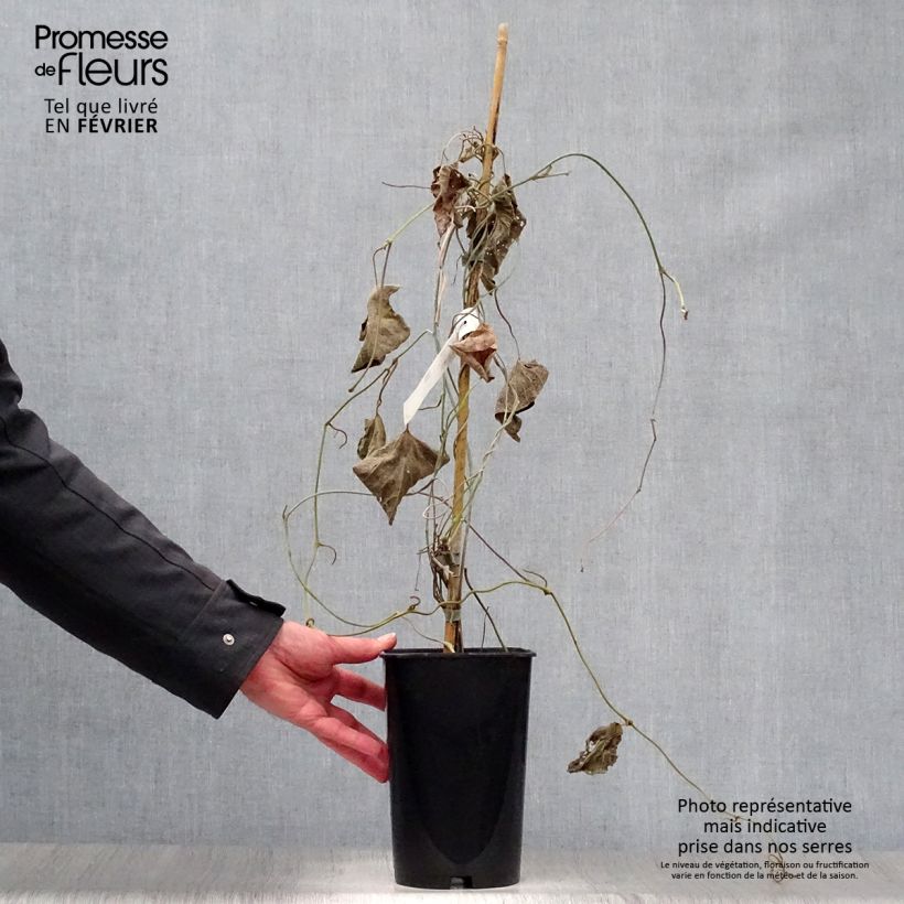 Spécimen de Aristoloche - Aristolochia macrophylla (durior) Pot de 1L/1,5L tel que livré en hiver