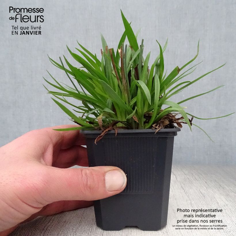 Spécimen de Armeria pseudarmeria Ballerina Lilac - Gazon d'Espagne Godet de 8/9 cm tel que livré en hiver