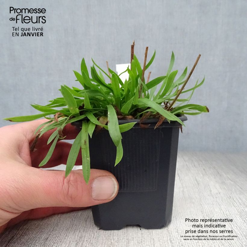 Spécimen de Armeria pseudarmeria Ballerina White - Gazon d'Espagne Godet de 8/9 cm tel que livré en hiver