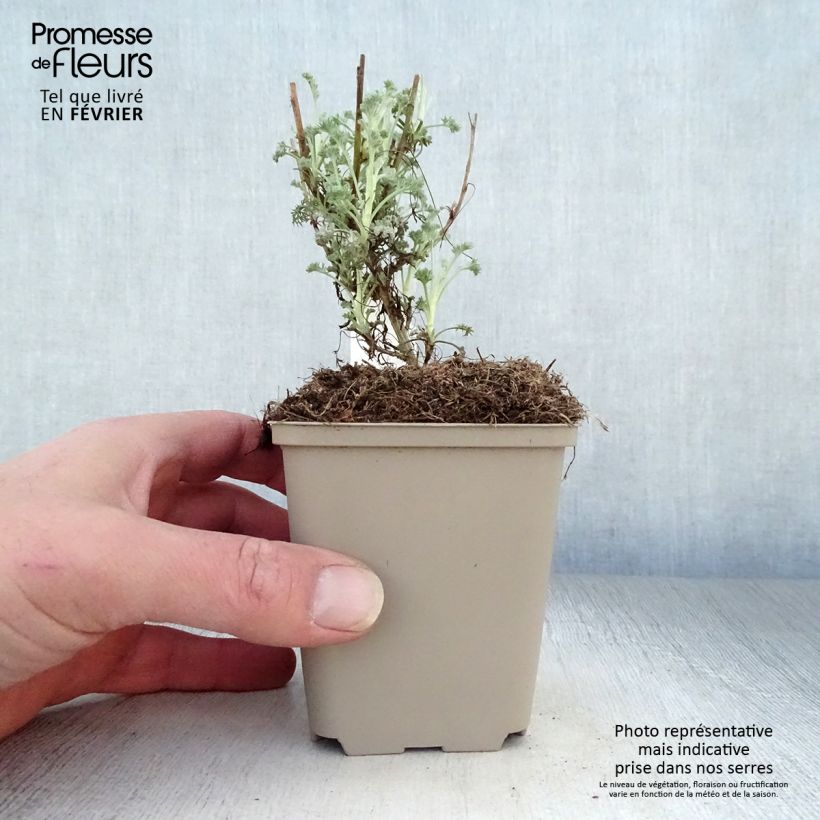 Spécimen de Armoise - Artemisia arborescens Little Mice Godet de 8/9 cm tel que livré en hiver