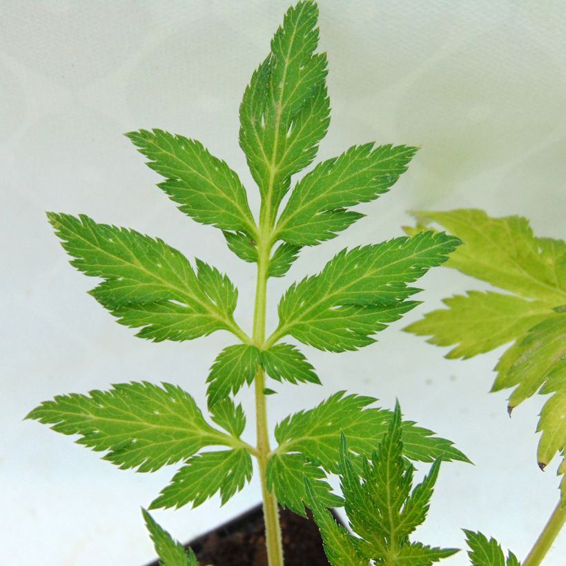 Artemisia lactiflora (Folhagem)