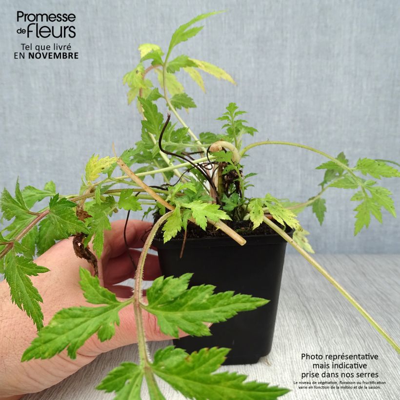 Spécimen de Armoise - Artemisia lactiflora Godet de 8/9 cm tel que livré en automne