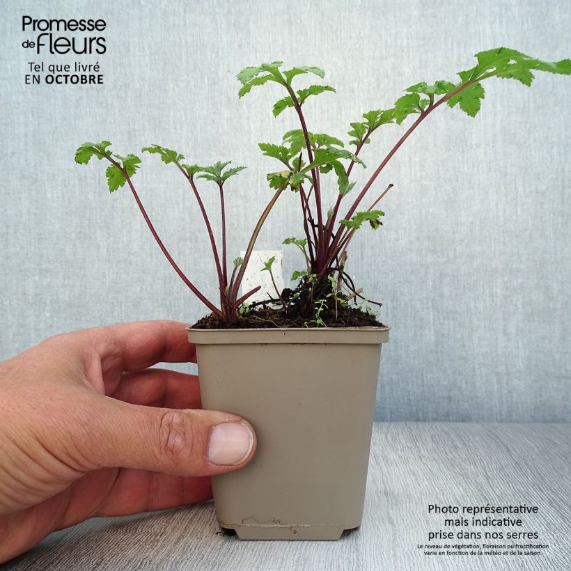 Spécimen de Armoise - Artemisia lactiflora Guizhou Godet de 8/9 cm tel que livré en automne