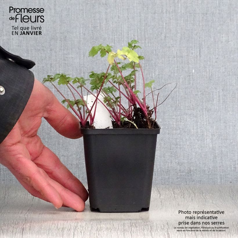 Spécimen de Armoise - Artemisia lactiflora Guizhou Godet de 8/9 cm tel que livré en hiver