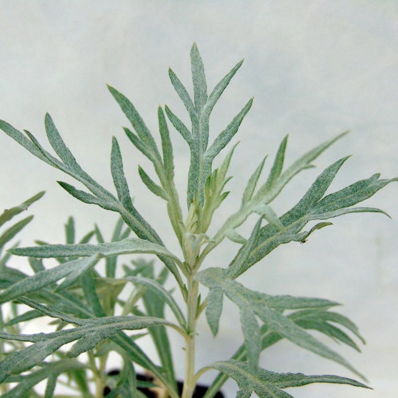 Artemisia ludoviciana Silver Queen (Folhagem)