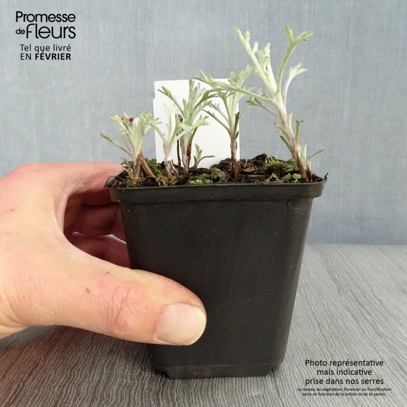 Spécimen de Armoise - Artemisia ludoviciana Silver Queen Godet de 8/9 cm tel que livré en hiver