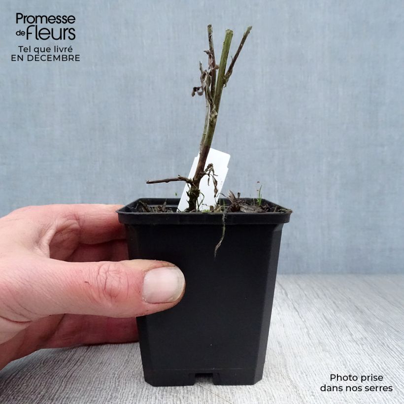 Spécimen de Armoise - Artemisia ludoviciana Valerie Finnis Godet de 8/9 cm tel que livré en hiver