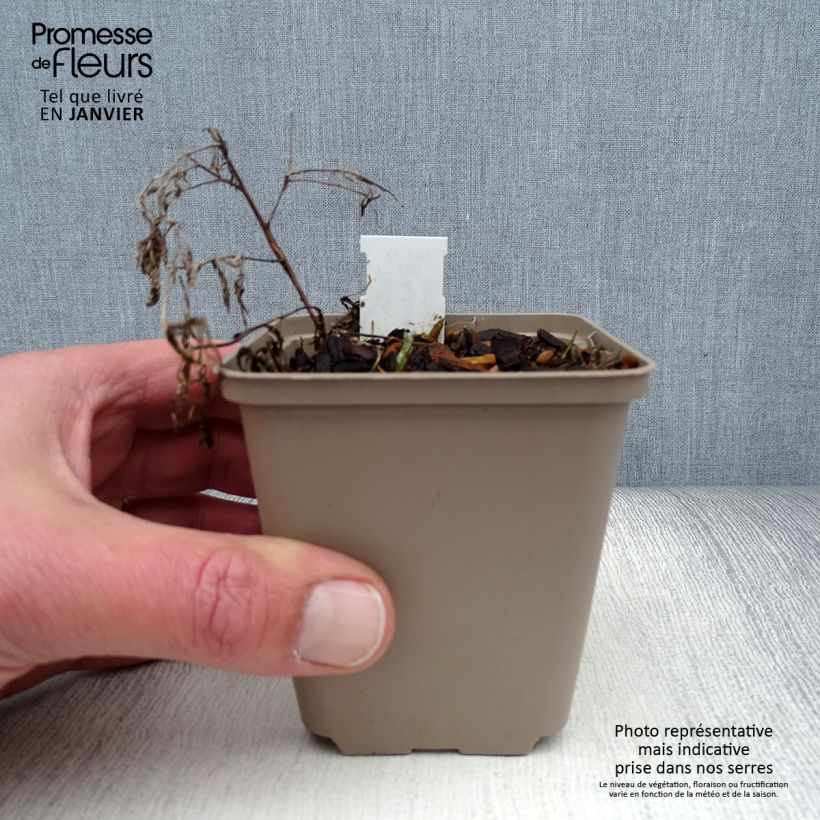 Spécimen de Armoise, Artemisia pontica Godet de 8/9 cm tel que livré en hiver