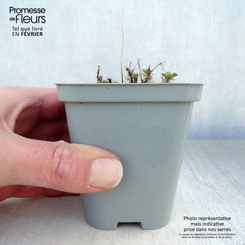 Spécimen de Armoise - Artemisia schmidtiana Nana Godet de 8/9 cm tel que livré en hiver