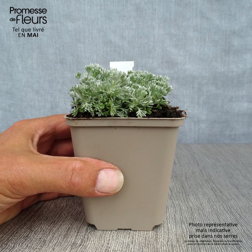 Spécimen de Armoise - Artemisia schmidtiana Nana Godet de 8/9 cm tel que livré au printemps