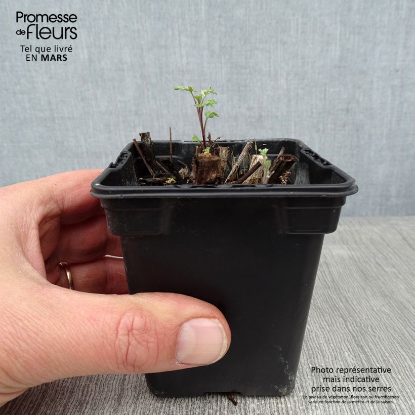 Spécimen de Armoise - Artemisia vulgaris BIO - Herbe de feu Godet de 7/8 cm tel que livré en hiver