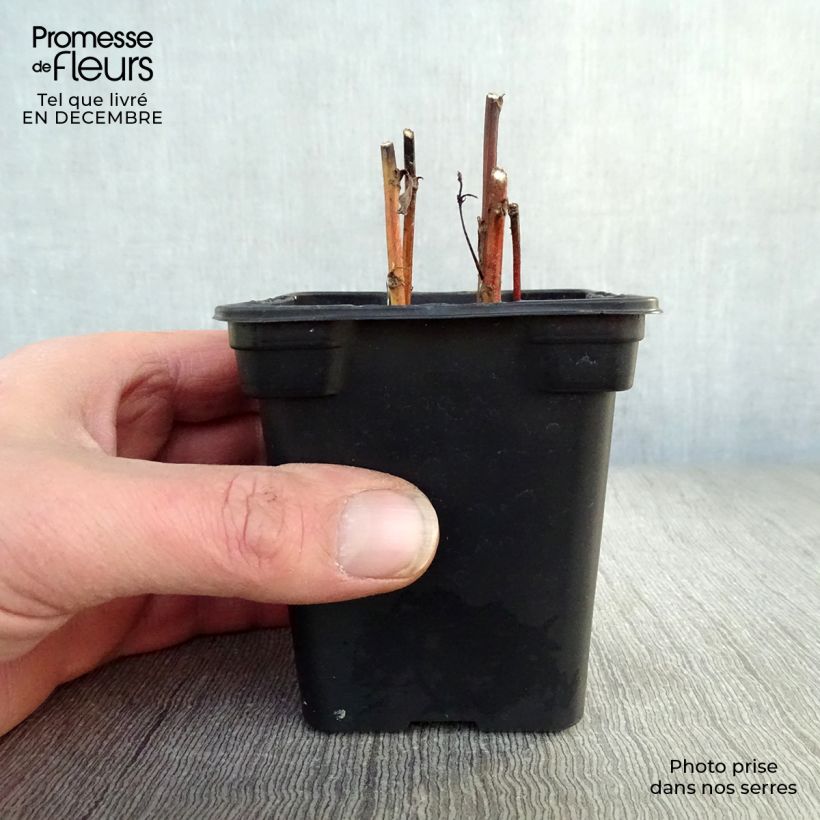 Spécimen de Armoise - Artemisia vulgaris - Herbe de feu Godet de 7/8 cm tel que livré en hiver