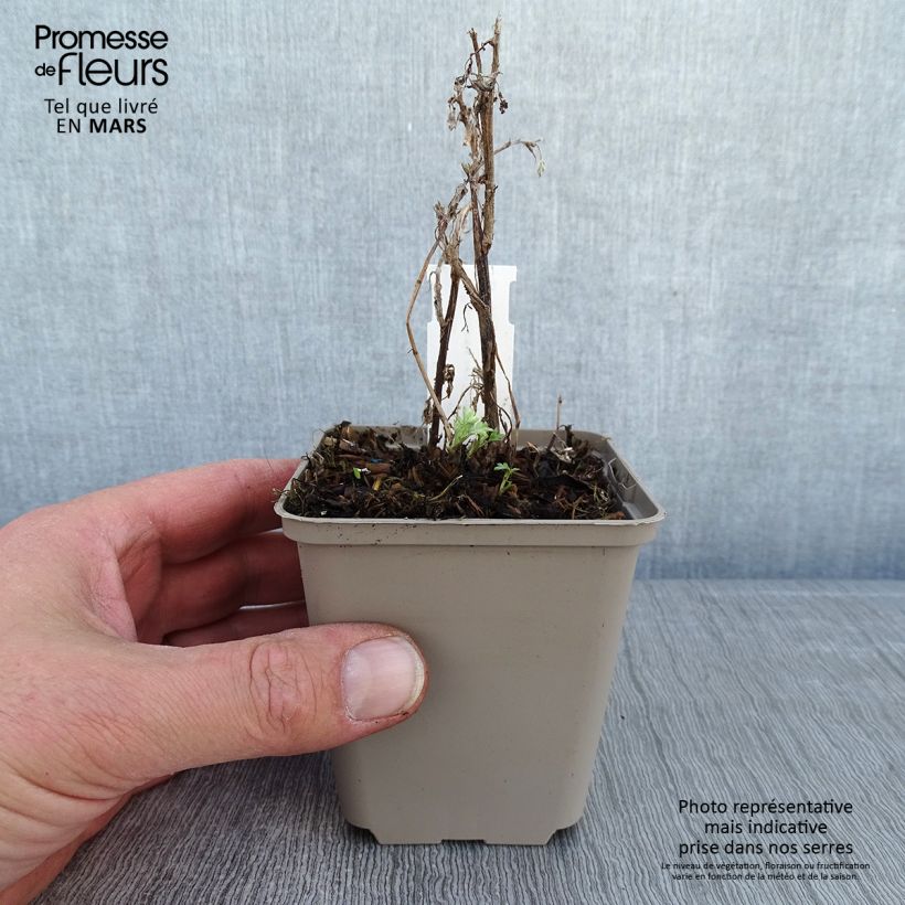 Spécimen de Armoise - Artemisia vulgaris Oriental Limelight Godet de 8/9 cm tel que livré en hiver