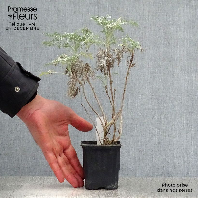 Spécimen de Armoise Powis Castle - Artemisia Brass Band Godet de 8/9 cm tel que livré en hiver