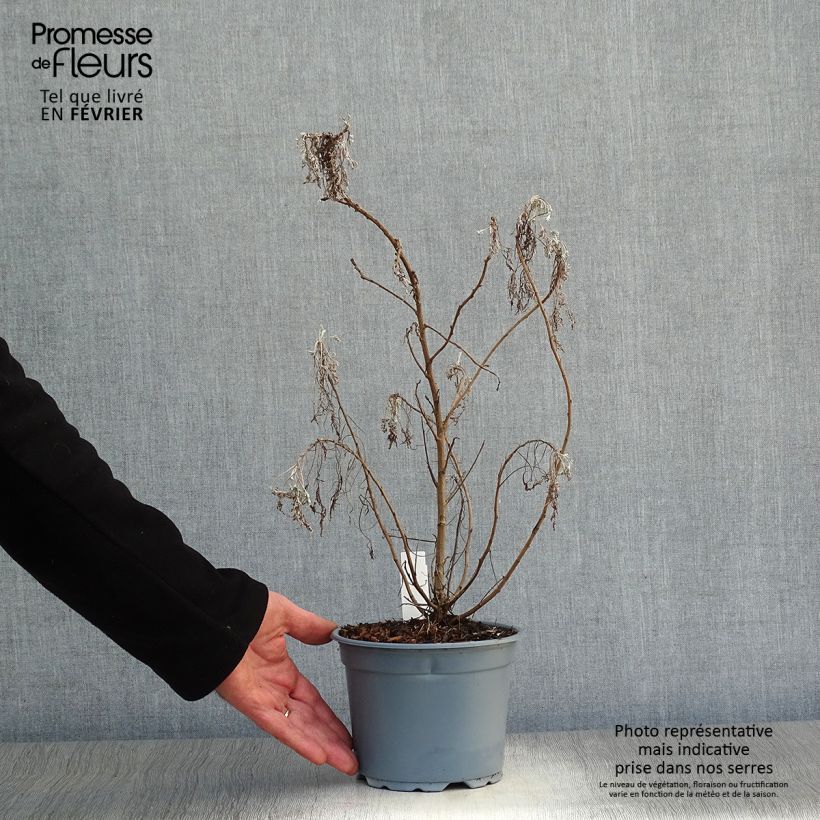 Spécimen de Armoise Powis Castle - Artemisia Brass Band Pot de 2L/3L tel que livré en hiver