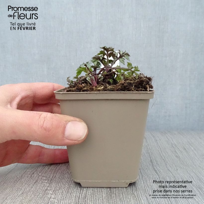 Spécimen de Armoise chinoise Jim Russel - Artemisia lactiflora Godet de 8/9 cm tel que livré en hiver