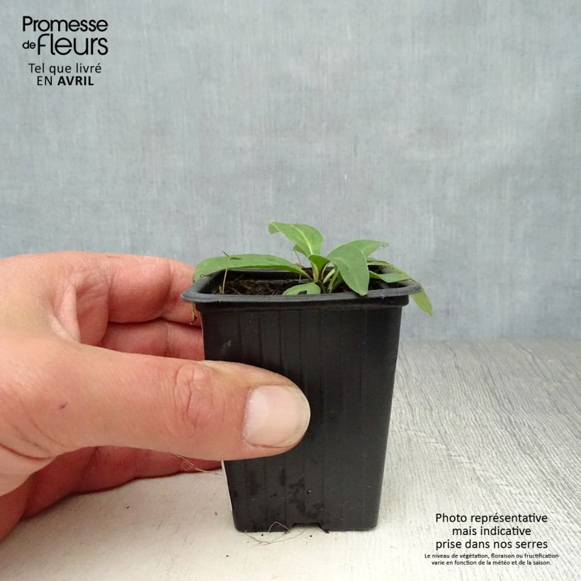 Arnica montana Bio - Arnica Vasetto da 7/8 cm esemplare consegnato in primavera