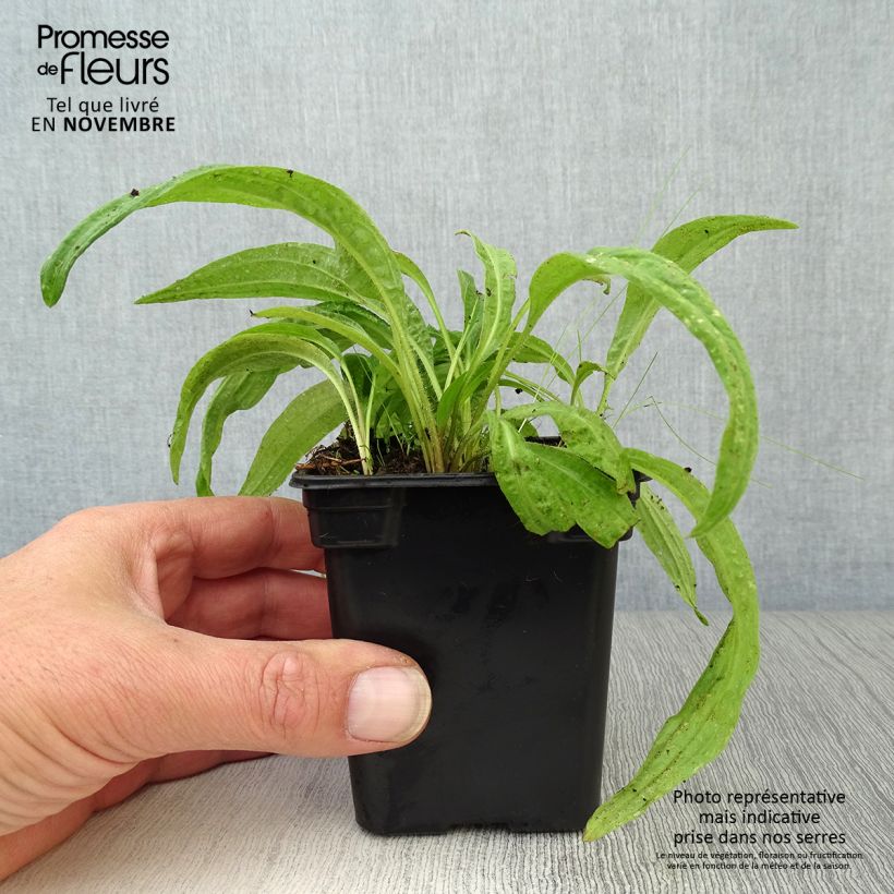Spécimen de Arnica montana BIO - Plantain des Alpes Godet de 7/8 cm tel que livré en automne