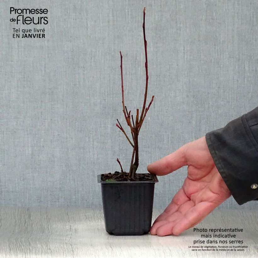 Spécimen de Aronia arbutifolia Brilliant Godet de 8/9 cm tel que livré en hiver