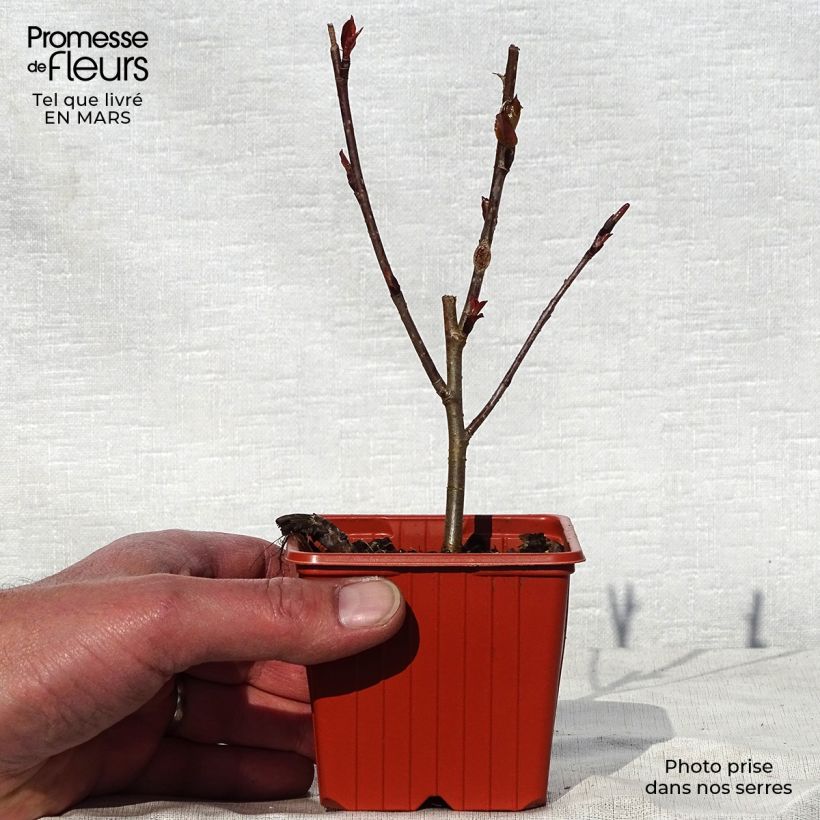 Spécimen de Aronia arbutifolia Brilliant Godet de 8/9 cm tel que livré au printemps
