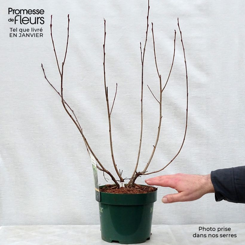 Spécimen de Aronia melanocarpa Autumn Magic Pot de 2L/3L tel que livré en hiver