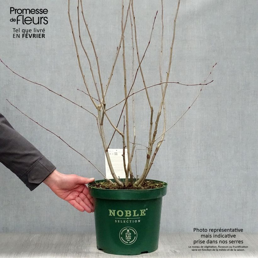 Spécimen de Aronia melanocarpa Autumn Magic Pot de 7,5L/10L tel que livré en hiver