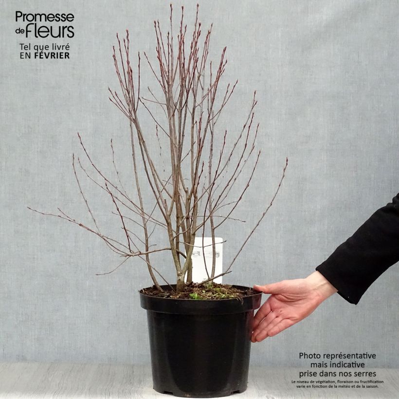Spécimen de Aronia melanocarpa Professor Ed - Aronie à fruits noirs Pot de 7,5L/10L tel que livré en hiver