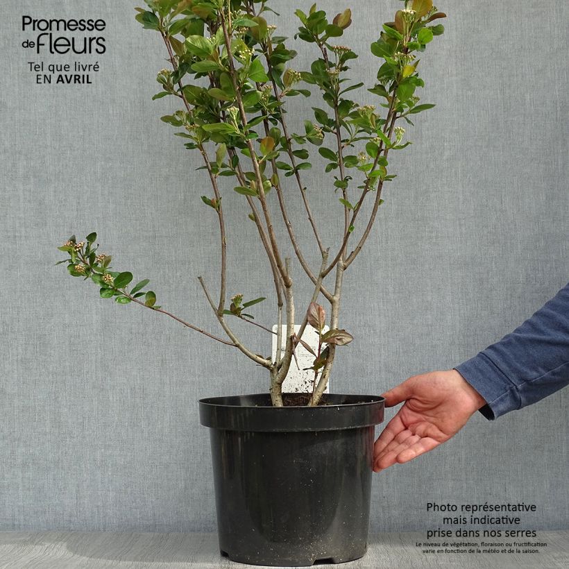 Spécimen de Aronia prunifolia Aron Pot de 7,5L/10L tel que livré au printemps