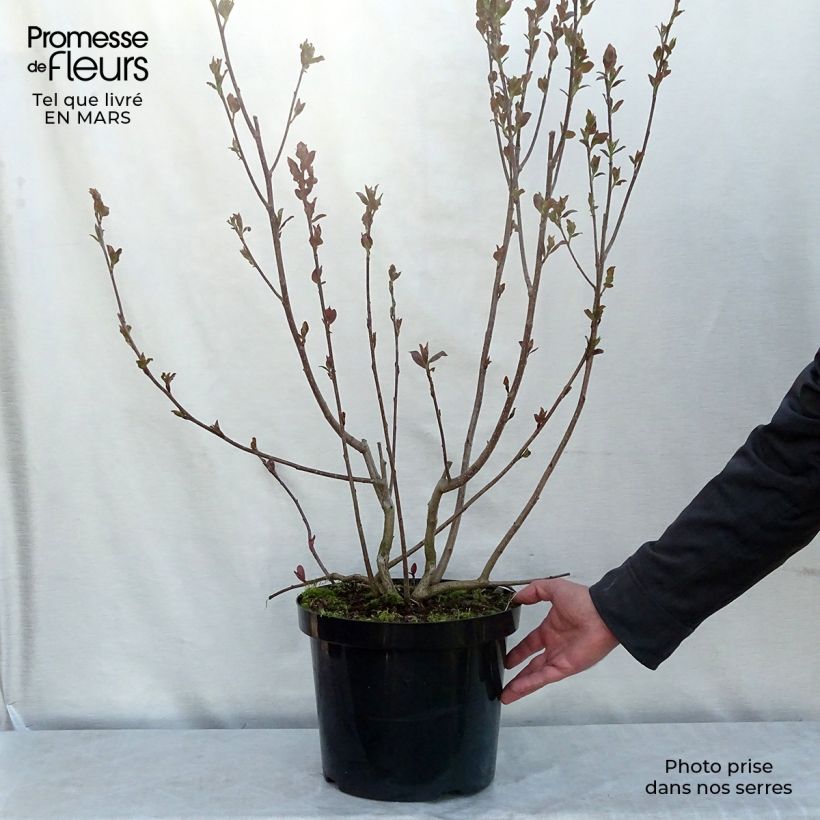 Spécimen de Aronia prunifolia Aron Pot de 7,5L/10L tel que livré en hiver