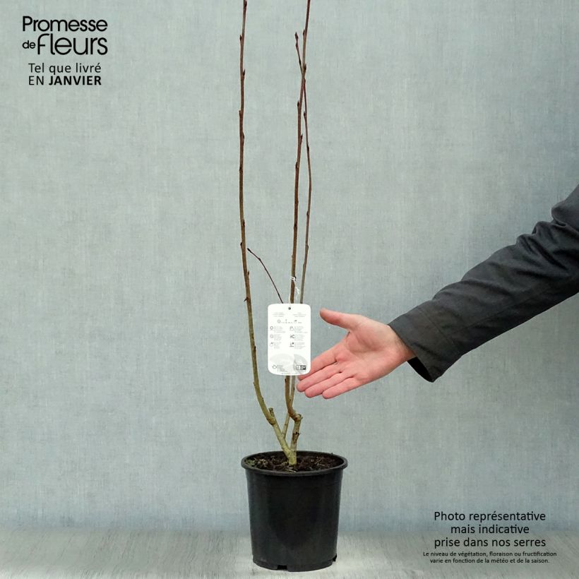 Spécimen de Aronia prunifolia Nero - Aronie à gros fruits. Pot de 1,5L/2L tel que livré en hiver