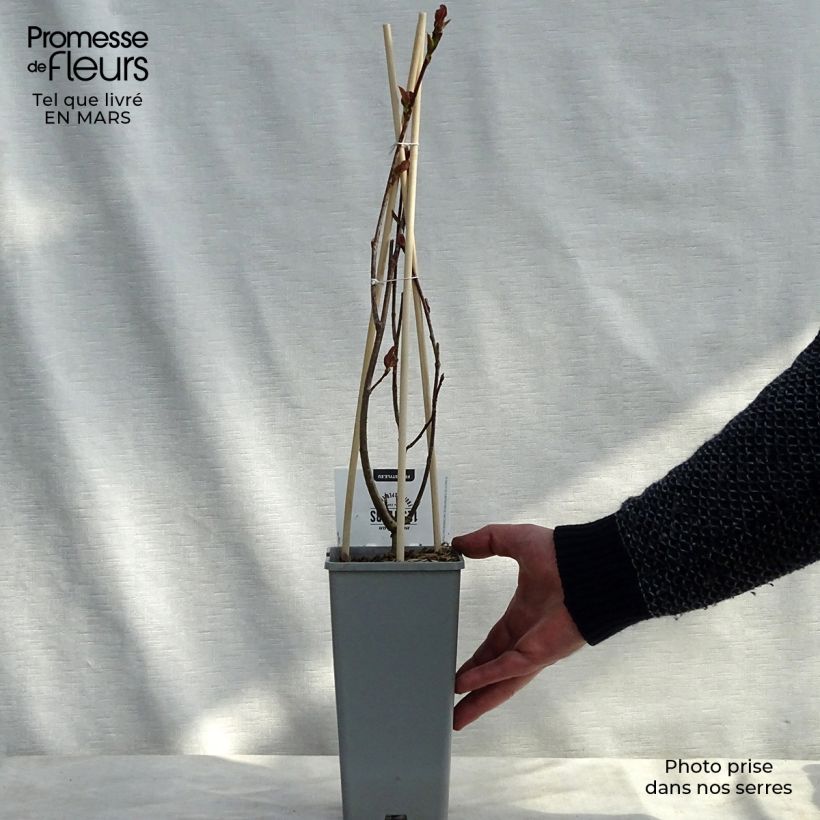 Spécimen de Aronia prunifolia Viking Pot de 1,5L/2L tel que livré au printemps