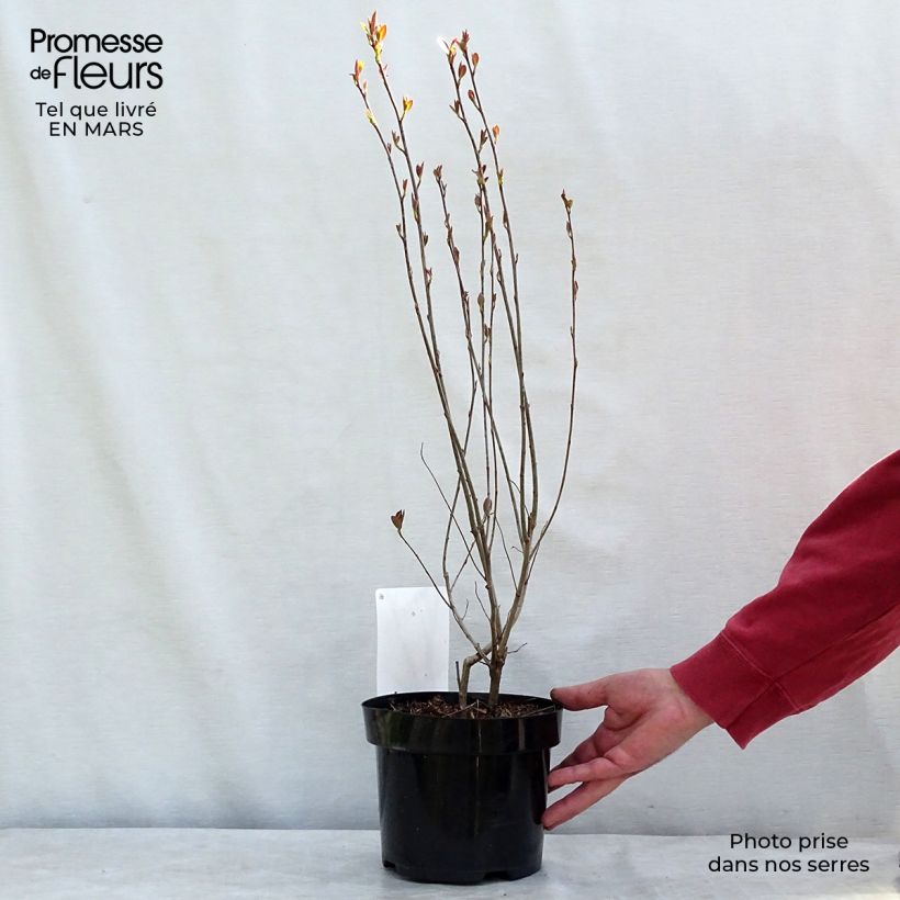 Spécimen de Aronia melanocarpa Hugin - Aronie à fruits noirs Pot de 2L/3L tel que livré en hiver