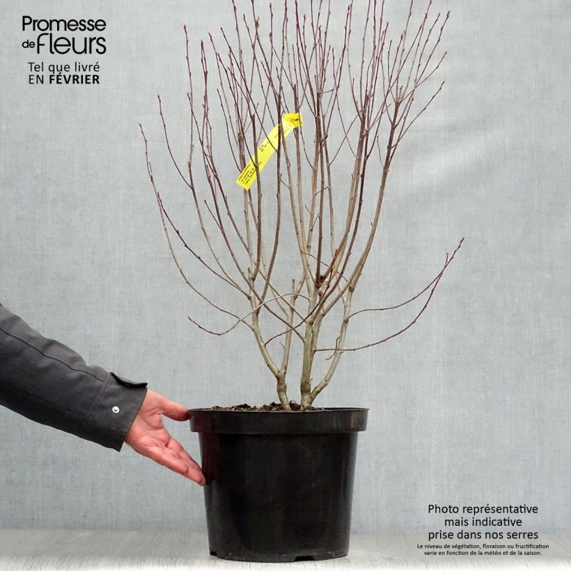 Spécimen de Aronia melanocarpa Hugin - Aronie à fruits noirs Pot de 7,5L/10L tel que livré en hiver