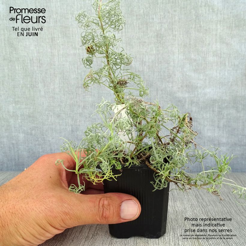 Spécimen de Artemisia alba Canescens - Armoise argentée Godet de 8/9 cm tel que livré en été