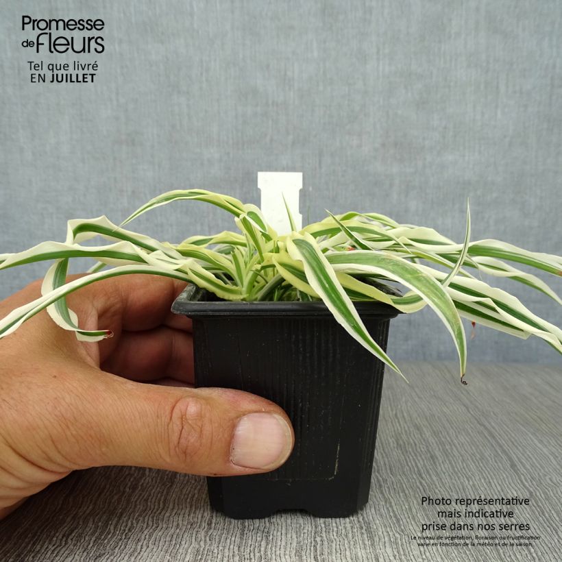 Spécimen de Arthropodium candidum Little Lilia Godet de 8/9 cm tel que livré en été