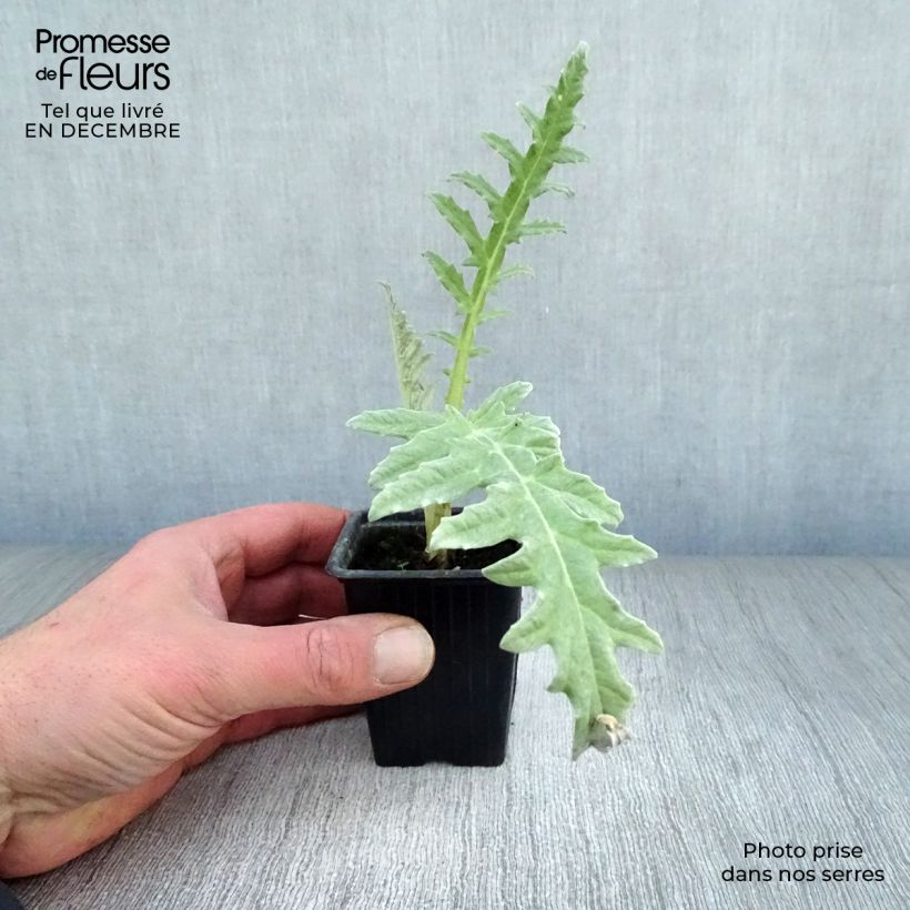 Spécimen de Artichaut Violet de Provence en godet - Cynara scolymus Godet de 7/8 cm tel que livré en hiver